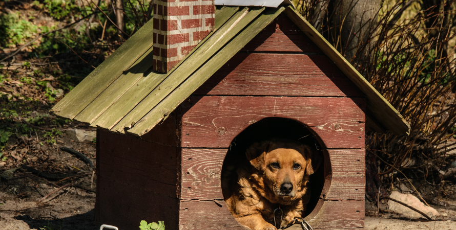 Evde Köpek Kulübesi Yapımı