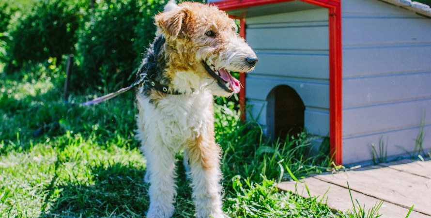 Köpek Kulübesi Kendin Yap