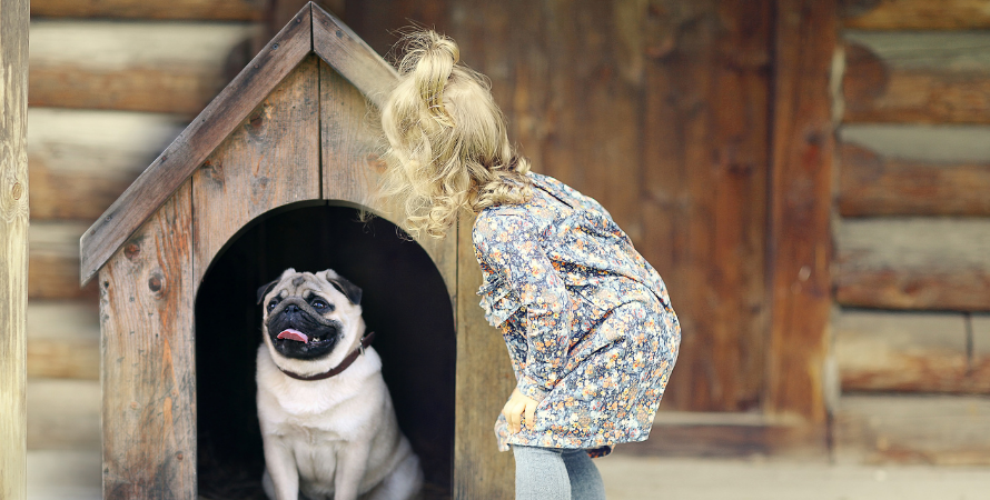 Köpek Kulübesi Yapımı