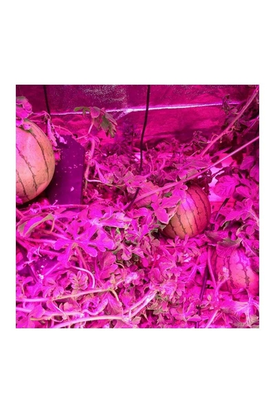 ACK AT21-03600 36W Mor Led Bitki Yetiştirme Armatürü - Thumbnail